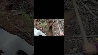 PERRO persigue ARMADILLO hasta cazarlo