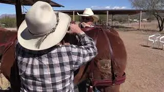 Saddle Adjustments, Breast Collar, and Britchen for A Mule or Donkey