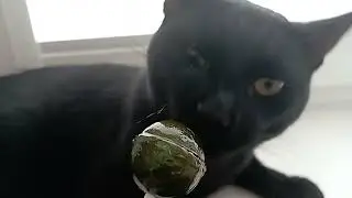 кот ест чупа чупс