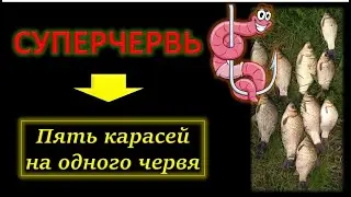 🎣 Ловля карася на поплавочную удочку в мае 2021. Супер уловистый червь 