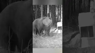 Весьма опасный конкурент для чёрного медведя.