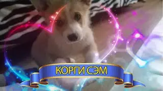 ! КОРГИ СЭМ ! ЗАБАВНАЯ ИГРА ! СМОТРЕТЬ ВСЕМ!