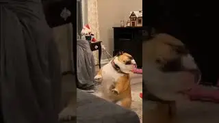chubby dog dancing
