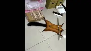 Full video) Squirrel actor)
