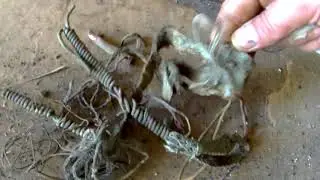 Метало коп возле стадиона 18 серия