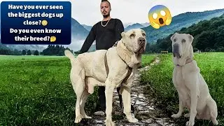 The Alabai dog breed with the largest penis