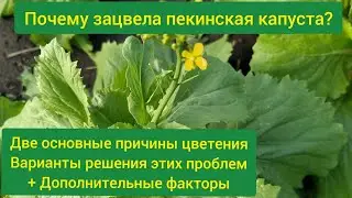 Почему зацвела пекинская капуста? Особенности выращивания пекинской капусты. Выбор сорта