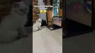 Movie time #cat #animal #catlover #kitten #rabbit #mammal #cute #bird #doglover #parrot #birdslover