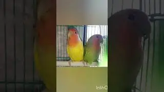 Мне купили попугаев💝,ёська и поська... #МойКаналАнимации  #shorts