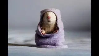 Как назвать крысу  Клички для грызунов  Советы для владельцев крыс   Clicks for rodents