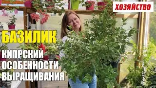 Базилик Кипрский, многолетний   особенности выращивания