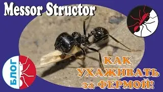 Ant farm. How to care for ants. Messor structor