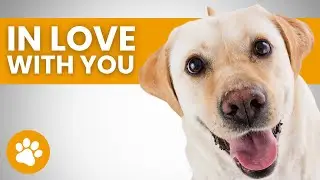 13 Proven Tactics To Win Your Dog's Heart