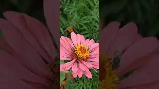 Pollinators -Important part of our Ecosystem
