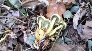 Ложные опята серно-желтые (Hypholoma fasciculare) - ядовитые