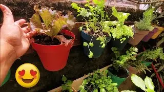 🥰 Growing a VEGETABLE GARDEN IN POT in a simple way VERTICAL GARDEN🍅🥦🧄
