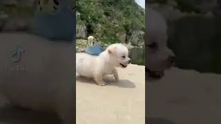 Доставка попугая