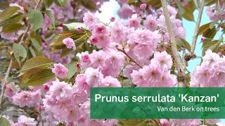 Prunus serrulata 'Kanzan'  - Van den Berk on Trees