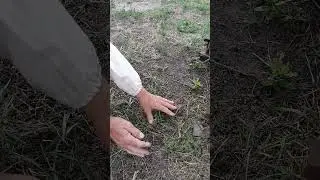 All the flying bees lay down.