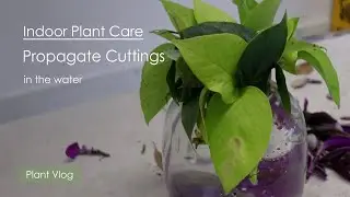 Plant Vlog | Propagate Indoor Plant Cuttings in Water _ Epiperium, heart leaf philodendron