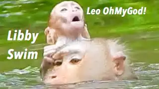 OhGod! Very Pitiful Baby Monkey Leo Almost Drown By Mom Libby Swimming Careless In Water