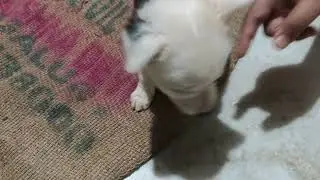 See how Cute little puppy is playing 🥰🥰🥰 