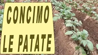 COME CONCIMARE e RINCALZARE le PATATE