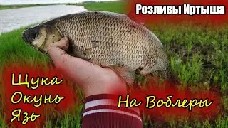 Щука, Окунь, Язь на воблеры в мае