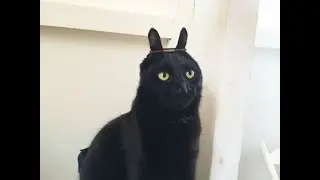 Начинаем Темные Души