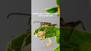 Longhorn Beetles || Guardians of the Forest || @discoverwithsabi #beetles  #longhorns #shorts