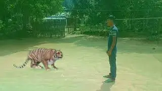 tiger attack/ Rahat ahmed