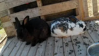 Meat Rabbit Update | October 2023