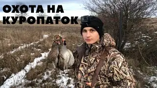 Отличная охота на куропаток Ata arms neo12 . Зайца нет. Снова орудует лис