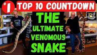 The Bushmaster: Largest Pit Viper on Earth