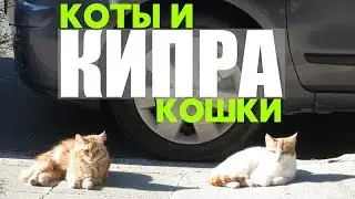 Кошки Кипра. Видео про кошек и котов. Супер кот. Смешные кошки. Кошки на Кипре.