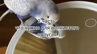 что нужно для волнистого попугая