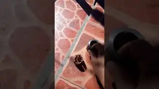 Цанга на кардан Рекстон Корандо