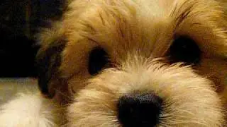 This puppy is mad & he's not going to take it anymore!