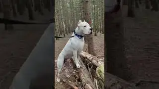RAÇA (DOGO ARGENTINO) 🇦🇷 #shorts #caes #caesdeguarda #dogoargentino