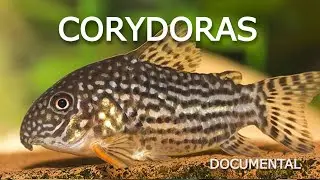 El mundo de las corydoras (Mini Documental)