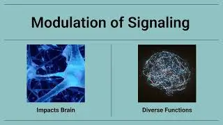 Naringenin  A Potential Nootropic