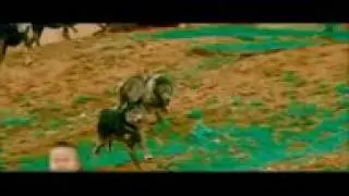 Казах и Волки