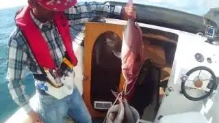 Red Snapper slow  jigging Madeira Team hanberjack   2016 com jig hyabusa