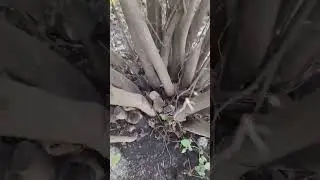 qurdbasar vs hamster