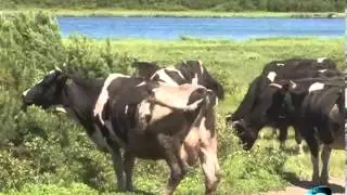 Крестьянско-фермерское хозяйство 