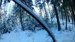 охота на зайца беляка с пегой гончей.12 зайка сезона.
