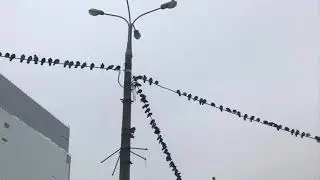 Голуби