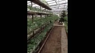Goytepe ciyelek istixanasi