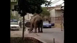 Ужас! Трагедия в цирке! Слон напал на человека!