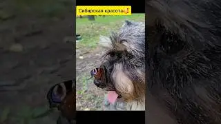 #томск #сибирь #цвергшнауцер #милота #бабочки